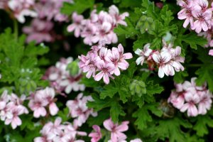 Pelargonium_graveolens_2