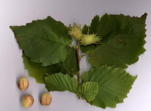 Corylus_avellana-Füvészblog