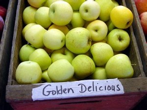 apples_golden_delicious1